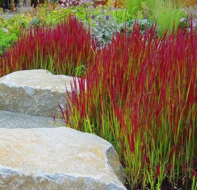 Imperata cylindrica 'Red Baron' - Grama Sangue Japonês, Japanese Bloodgrass
