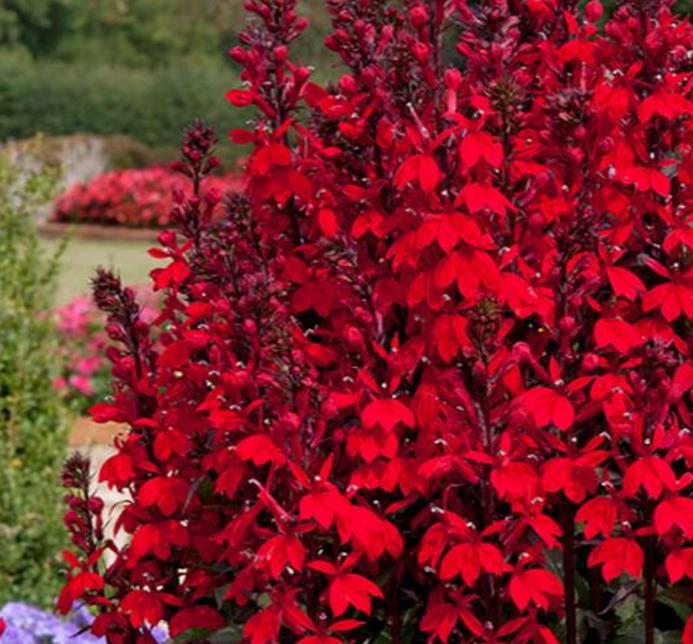 Lobelia cardinalis 'Queen Victoria' - Lobelia Rainha Victoria, Flor Cardeal 'Rainha Vitória', Lobelia Esplêndida, Lob