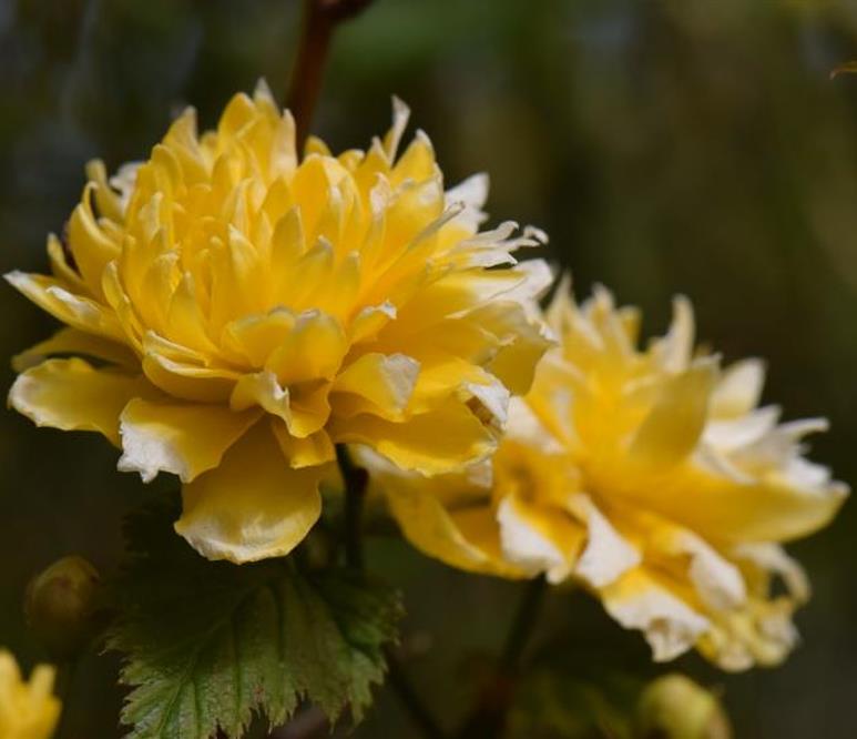 Kerria japonica 'Pleniflora' - Rosa Japonesa Dobrada, Malva de Judeu, Rosa da Páscoa, Botões de Bacharel