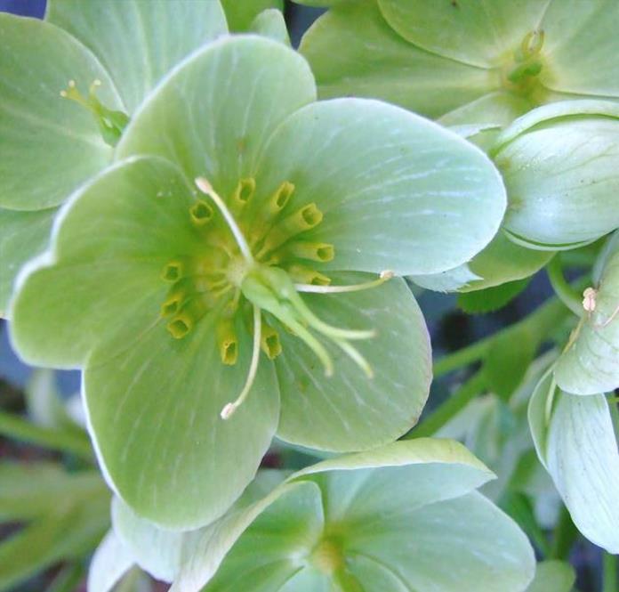 Helleborus argutifolius - Heléboro da Córsega, Rosa de Natal da Córsega, Flor de Cristo, Heléboro Folhas d