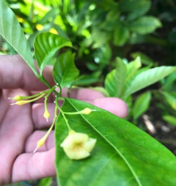 Tabernanthe iboga (Muda) - Iboga, Árvore da Sabedoria, Árvore do Conhecimento, Ibogaina