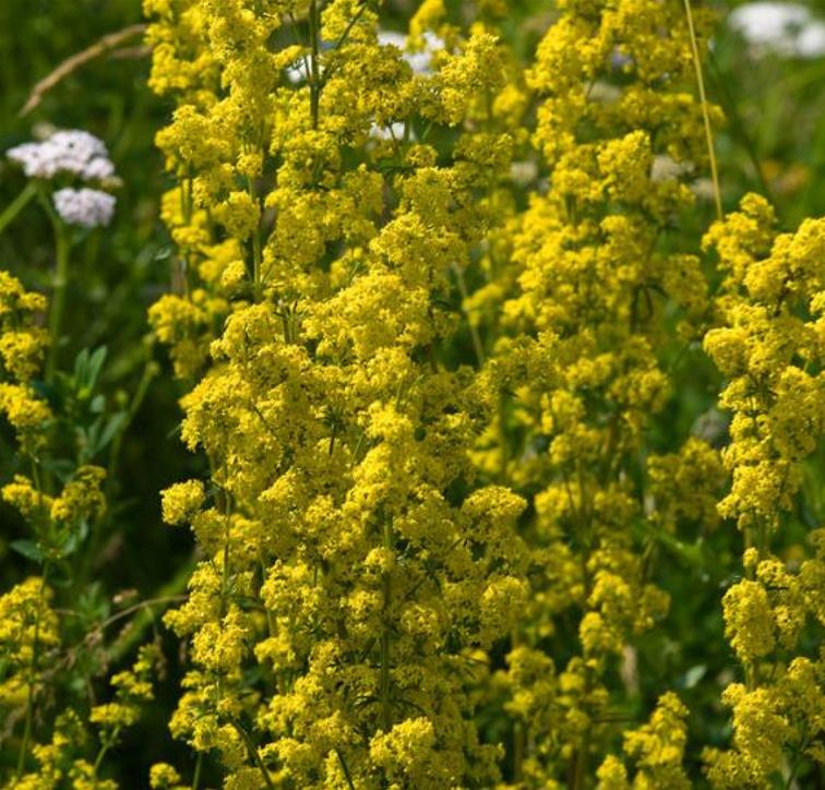 Galium verum subsp. Verum - Erva Coalheira, Erva do coalho, Coalho De Queijo, Gálio, Ladys Bedstraw