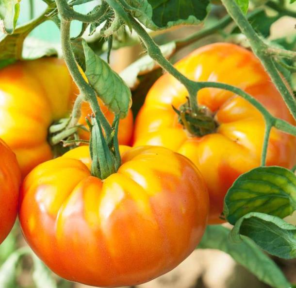 Solanum lycopersicon Pineaplle Striped - Tomate Abacaxi