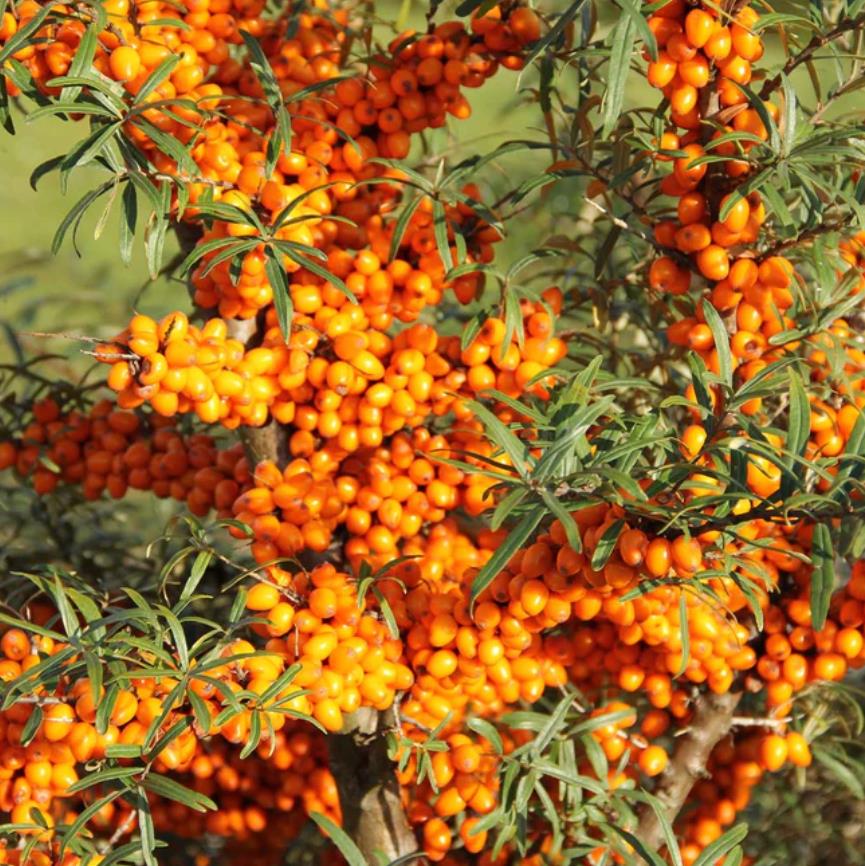 Hippophae rhamnoides (Elaeagnus rhamnoides) - Cereja do Mar, Espinheiro Marítimo, Sea Buckthorn