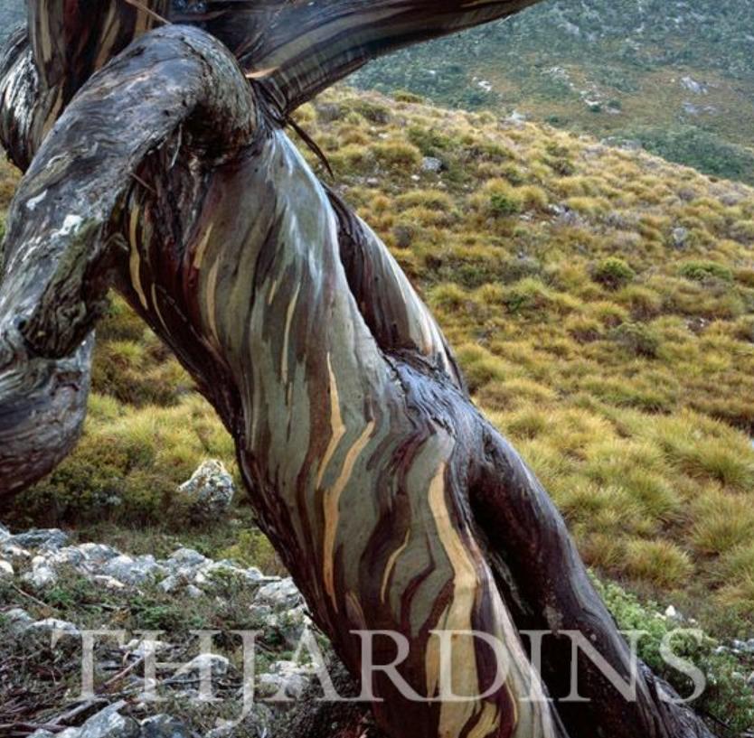 Eucalyptus Coccifera - Eucalipto Tasmanian Snow Gum