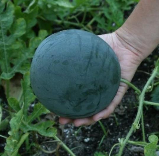 Citrullus lanatus Sugar Baby (VERDADEIRA) - Melancia Doce Mini, Mini Melancia doce