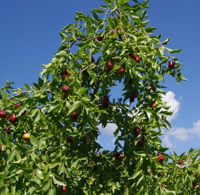 Ziziphus jujuba - Jujuba Chinesa, Jujubeira, Tâmara Vermelha, Tâmara Chinesa