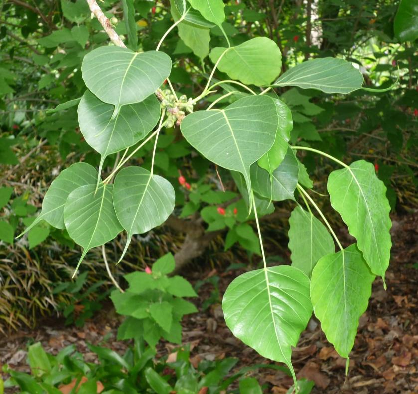 Ficus religiosa - Figueira Religiosa, Figueira dos Pagodes, Figueira Sagrada, Sacred Fig