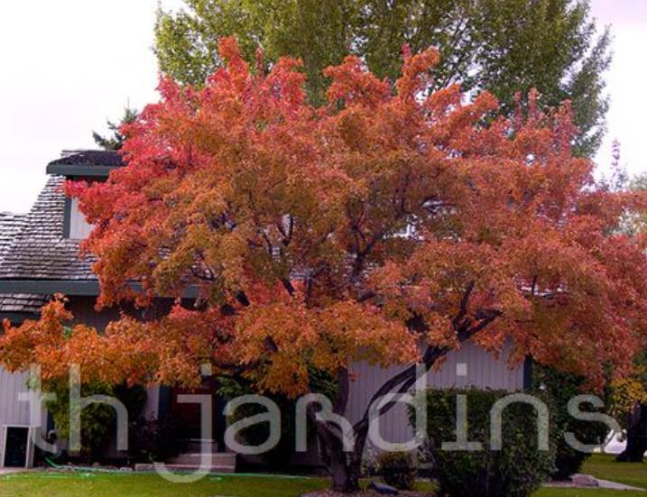 Acer tataricum ssp Ginnala - Amur maple, Acer ginnala