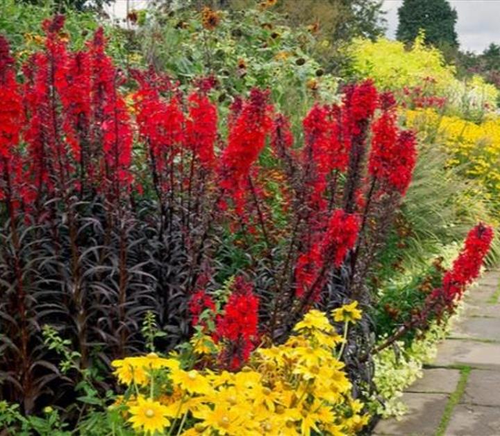 Lobelia cardinalis 'Queen Victoria' - Lobelia Rainha Victoria, Flor Cardeal 'Rainha Vitória', Lobelia Esplêndida, Lob