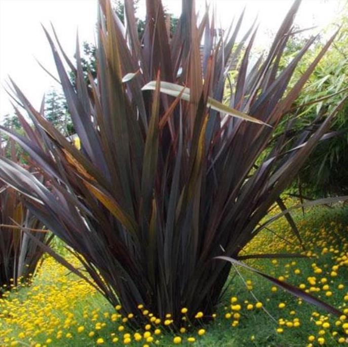 Phormium tenax Purpureum - Linho roxo-avermelhado da Nova Zelândia, Fórmio roxo da Nova Zelândia