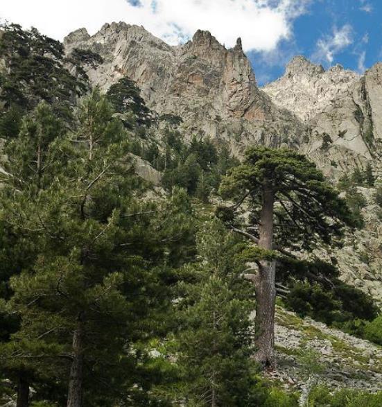 Pinus nigra Ssp laricio (Córsega) - Pinheiro Córsega, Pinheiro larício córsico, Pinheiro negro da Cór