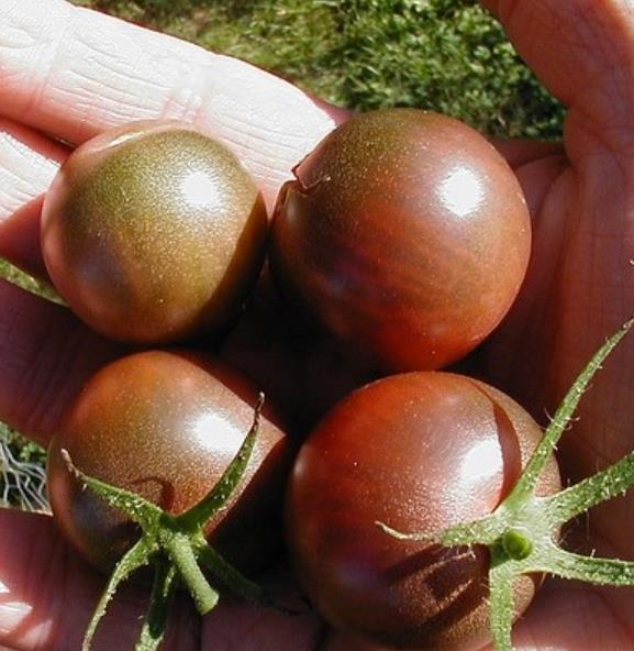 Solanum lycopersicon Black Cherry - Tomate Cereja Preto