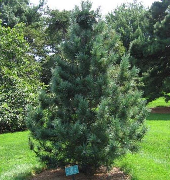 Pinus koraiensis - Pinheiro Coreano, Pinho Coreano, Pinnothin, Pinhole