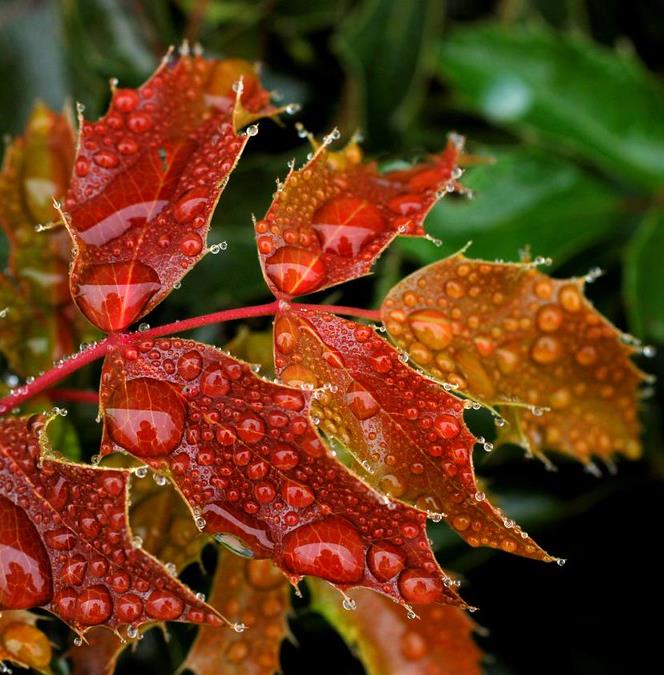 Mahonia aquifolium - Uva do Oregon, Berberis do Oregon