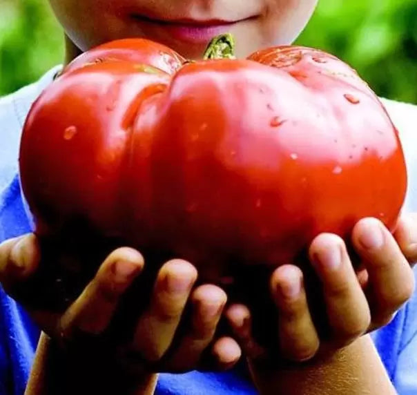 Solanum lycopersicon Gigante Liscio (Nova seleção com Certificação Orgânica) - Tomate Gigante Liscio (Nova Seleção)