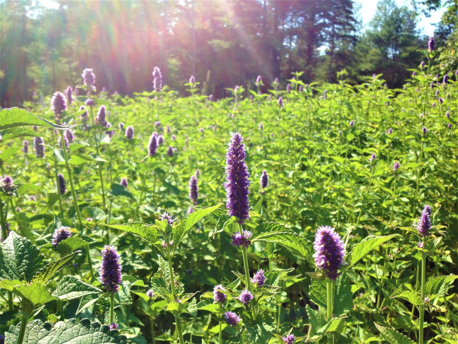 Agastache foeniculum ‘Golden Jubilee’ - Hissopo-aniz