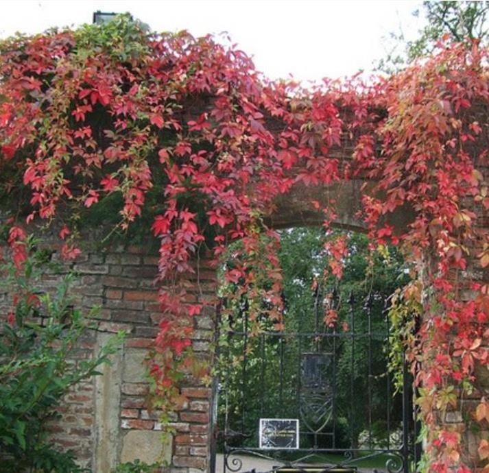 Parthenocissus quinquefolia - Trepadeira da Virginia, Hera Americana, Virginia Creeper, Videira Virgem