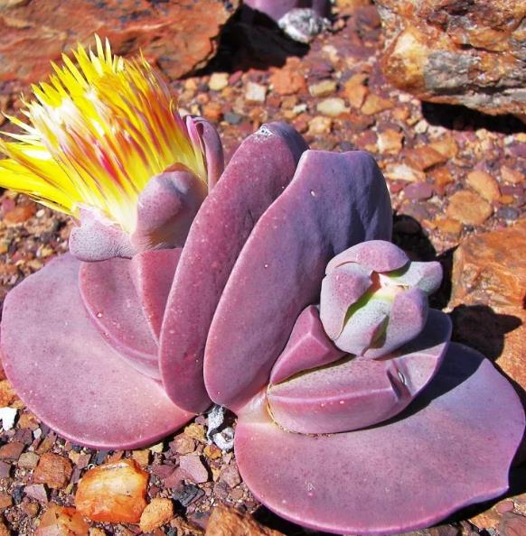 Cheiridopsis peculiaris - Pedras Vivas "Lithops", Planta Pedra, Cacto Pedra, Planta de Gelo