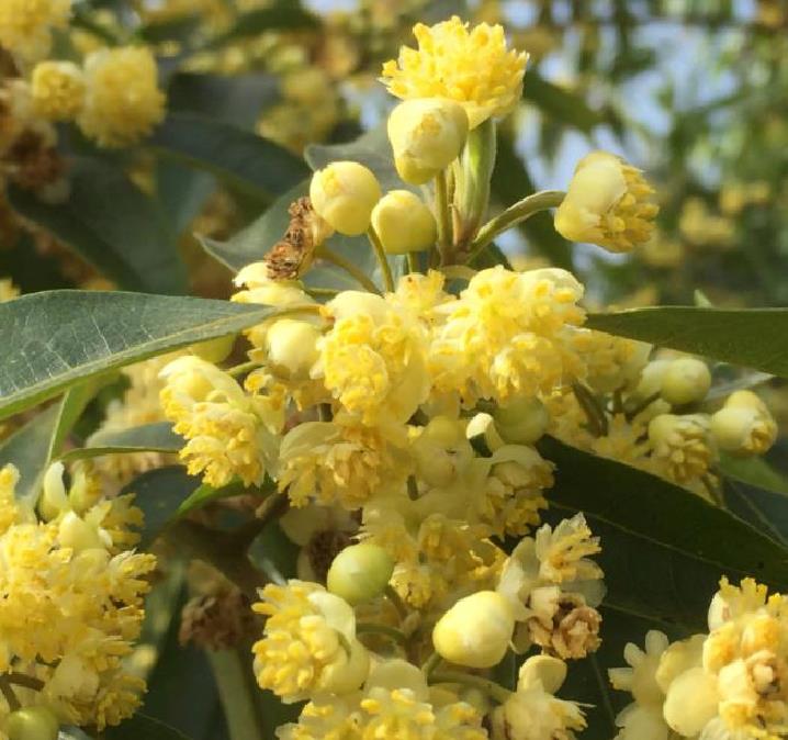 Litsea cubeba - Pimenta da Montanha, May Chang, Litsea Aromática, Cubeba, Pimenta de Java