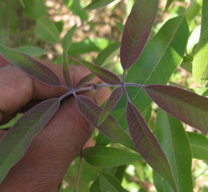 Vitex negundo - Árvore da Castidade de 5 Folhas, Nirgundi, Huang Ping