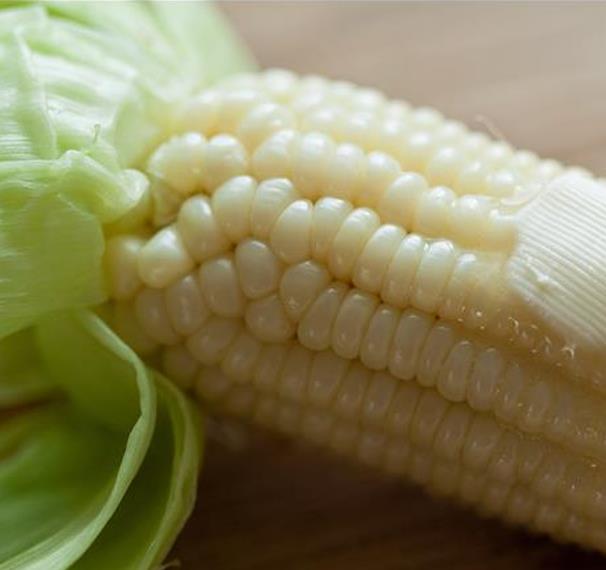 Zea mays Stowell's Evergreen (C.O.) - Milho Doce Perene de Stowell, Milho Doce Perene