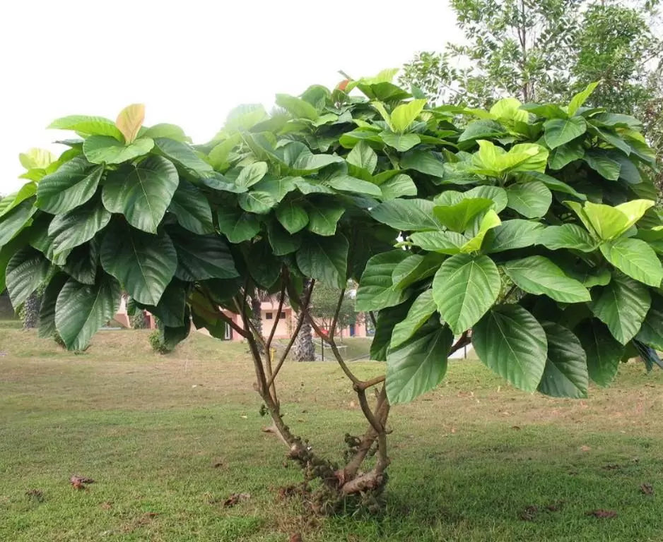 Ficus auriculata - Figueira de Jardim, Figueira vermelha