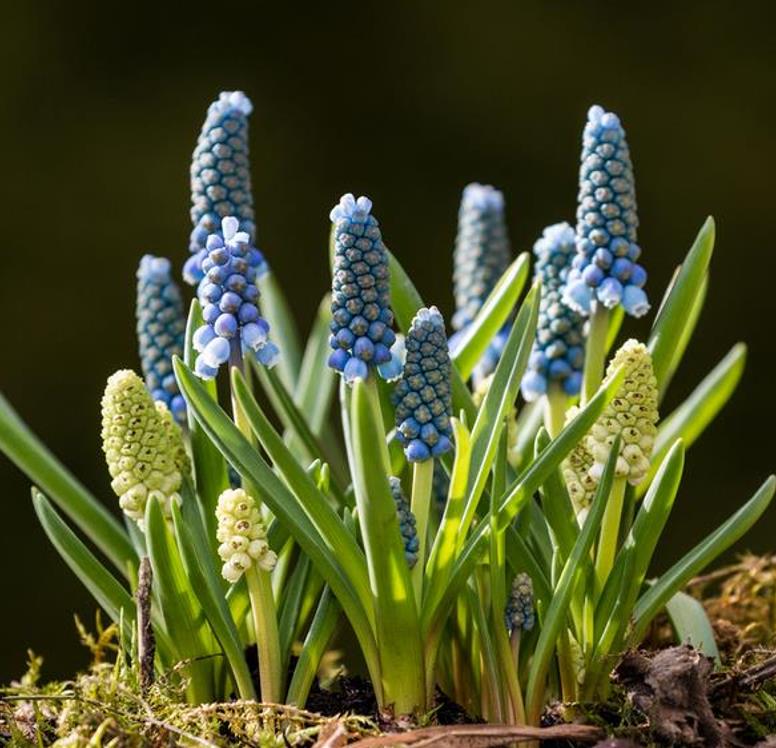 Muscari spp Mix - Jacinto Uva Floração Mix