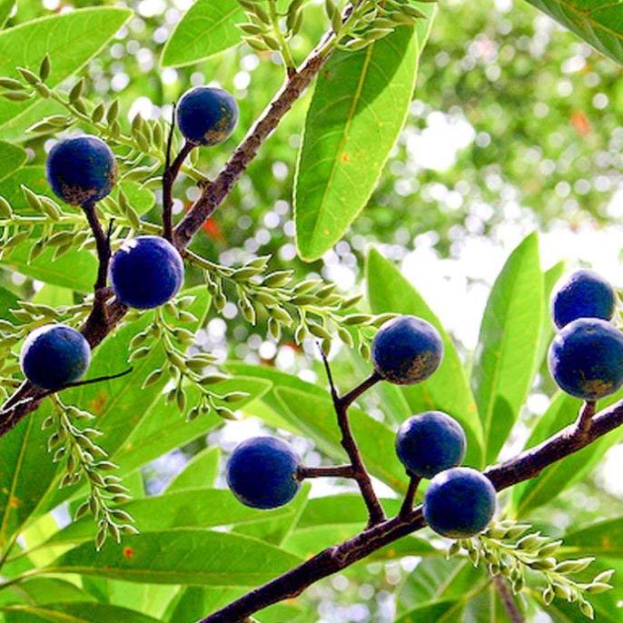 Elaeocarpus ganitrus - Azeitona Azul, Rudraksha, Contas de Mirtilo