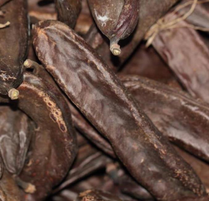 Ceratonia Siliqua - Alfarrobeira