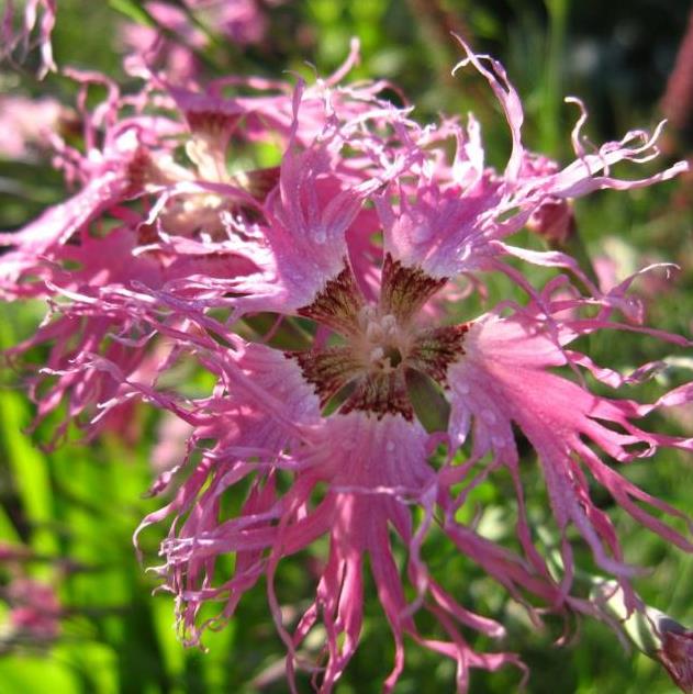 Dianthus superbus hybrids mix - Flor Divina, Rosa de Franja Soberba, Rosa Soberba, Cravo da Índia Soberbo
