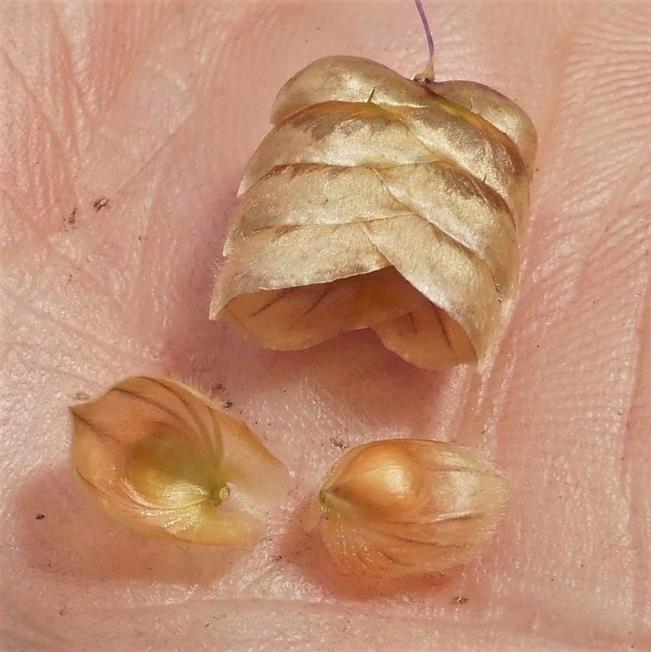 Briza maxima - Grama Chocalho, Grama Abelhinha, Grama Pérola, Quaker Grass