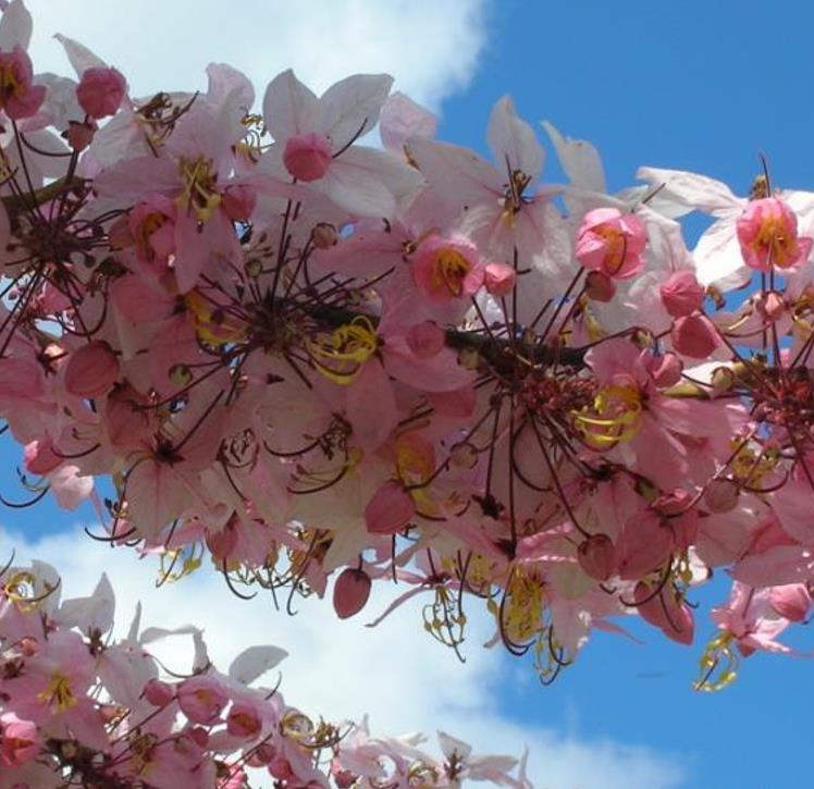 Cassia bakeriana  - Cassia Flor de Macieira Anã, Cássia Chuveiro Cor-de-rosa, Árvore dos Desejos