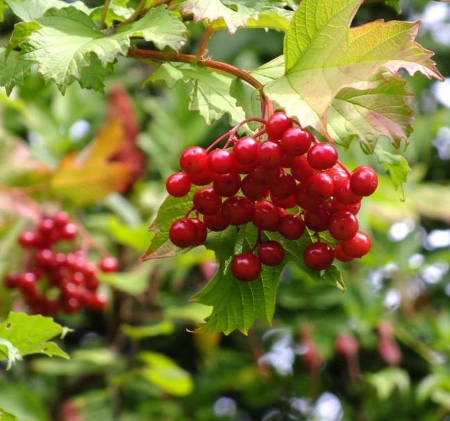 Viburnum trilobum - Cereja americana, Cranberry, Cramberry