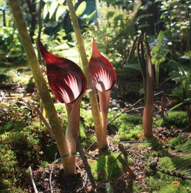 Arisaema speciosum 'Magnificum' - Lirio cobra, Cobra Lily