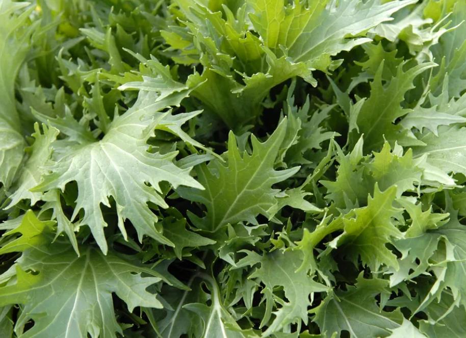 Brassica rapa ssp Japonica Mizuna Greens (C.O) - Mizuna Kyona, Couve Mostarda Japonesa, Mizuna Verde, Vitamina Verde Kyo