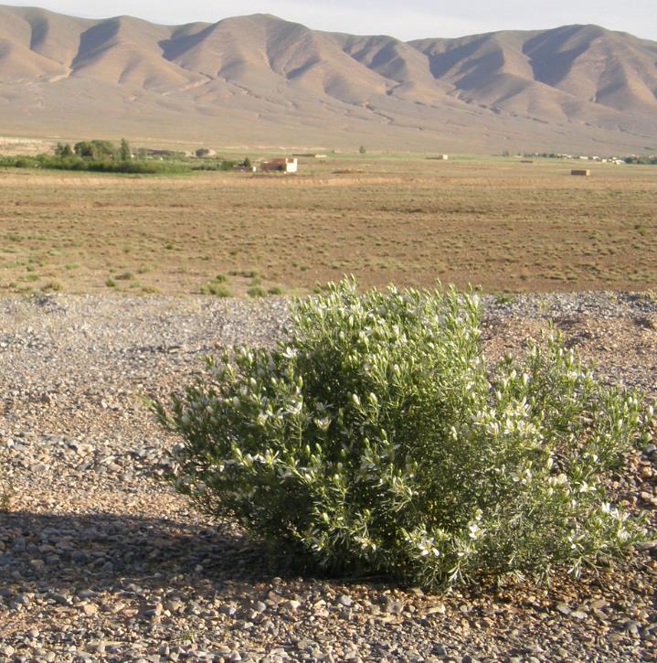 Peganum harmala - Arruda Síria, Arruda Selvagem, Harmal, Arruda Africana