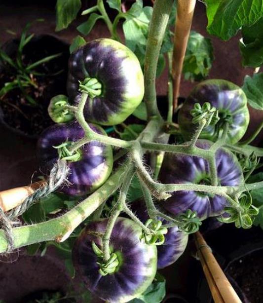 Solanum lycopersicon Blue beauty - Tomate azul Brad Gates, Tomate Beleza Azul,  Tomate Blue Beauty