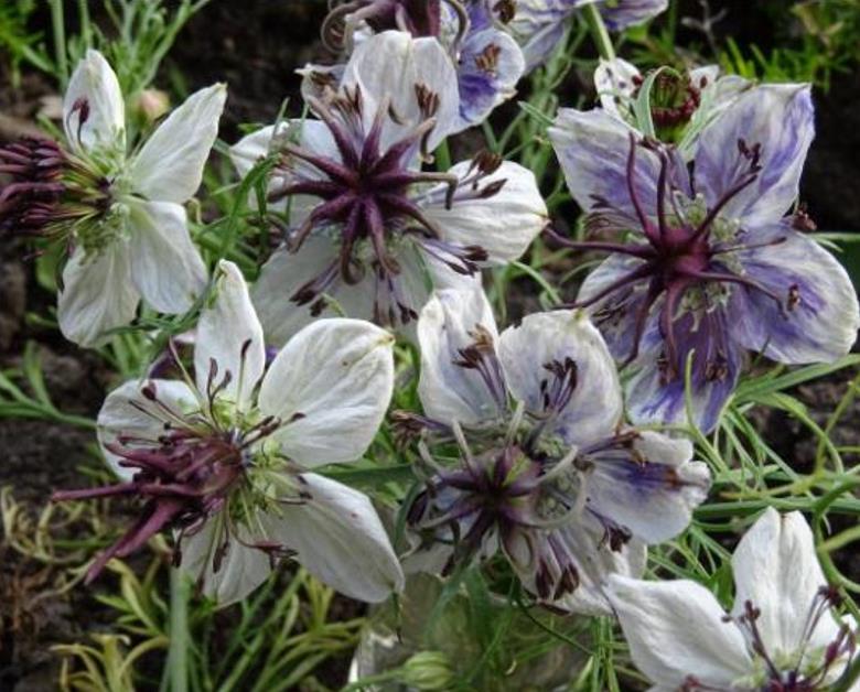 Nigella papillosa 'Delft Blue' - Amor em uma Névoa Delft Blue, Love in a Mist 'Delft Blue', Nigella Flor Eterna