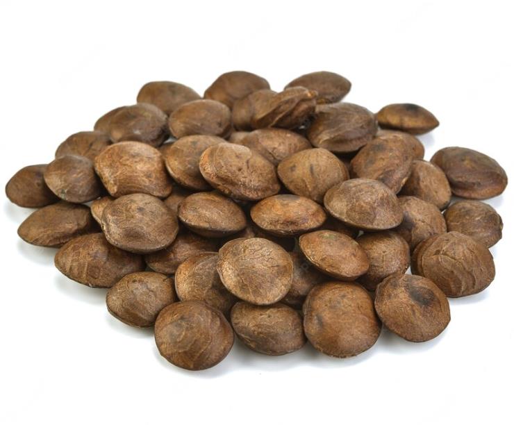 Plukenetia volubilis - Sacha Inchi, Amendoa Inca, Amendoa Lopo