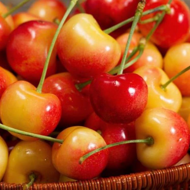 Prunus avium 'Bing' + Prunus avium 'Rainier' - Cereja Doce, Cereja de Natal