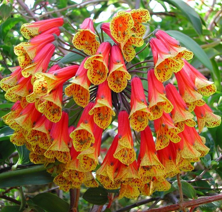 Bomarea multiflora - Bomarea, Trepadeira Lírio Bomarea, Lírio da Colômbia