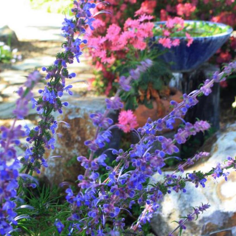 Trichostema lanatum - Alecrim da Califórnia, Alecrim Selvagem Americano, Woolly Blue-Curls
