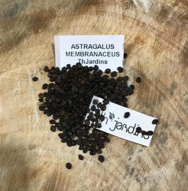 Astragalus membranaceus (Astragalus propinquus) - Erva da Longevidade, Astrágalo, Huang chi, Chinese milk-vetch