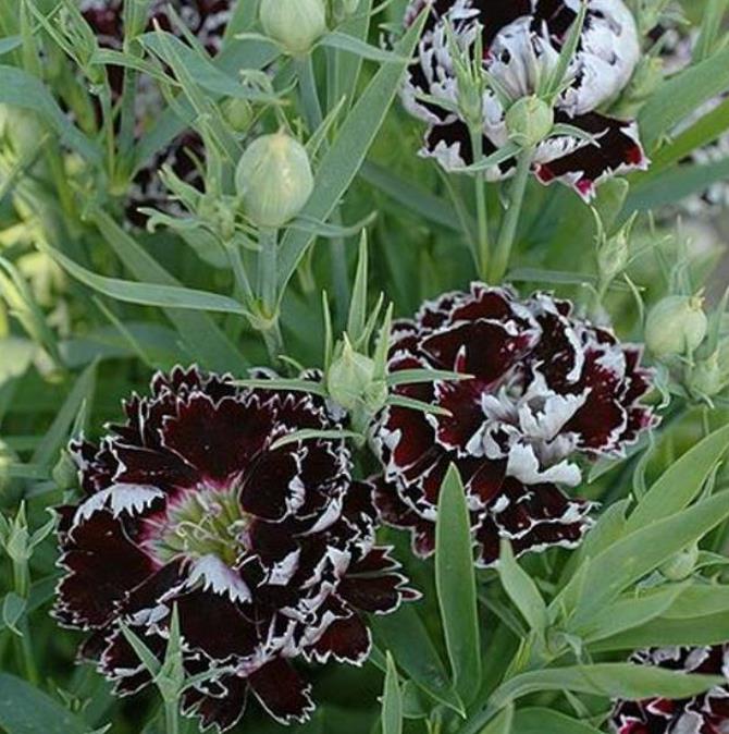 Dianthus chinensis Heddewigii Black and White Minstrels - Cravo 'Menestrel Preto E Branco', Rosa Chinesa, Rosa Indiana,
