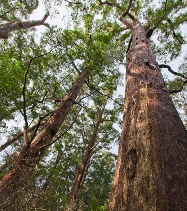 Eucalyptus jacksonii - Eucalipto Gigante da Floresta, Eucalipto Red Tingle, Eucalipto Gigante Jacksonii