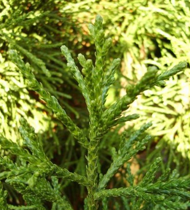 Athrotaxis laxifolia - Pinheiro Atrotaxia, Atrotaxia de Cume, Cedro da Tasmânia, Cedro Summit