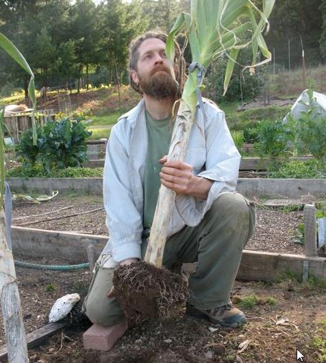 Allium ampeloprasum Porrum Geant De Suisse - Alho Poró gigante da Suíça, Alho-Poró gigante Suíço verão precoce, Alho Por
