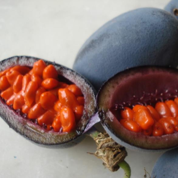 Passiflora morifolia - Maracujá doce azul, maracujá doce roxo