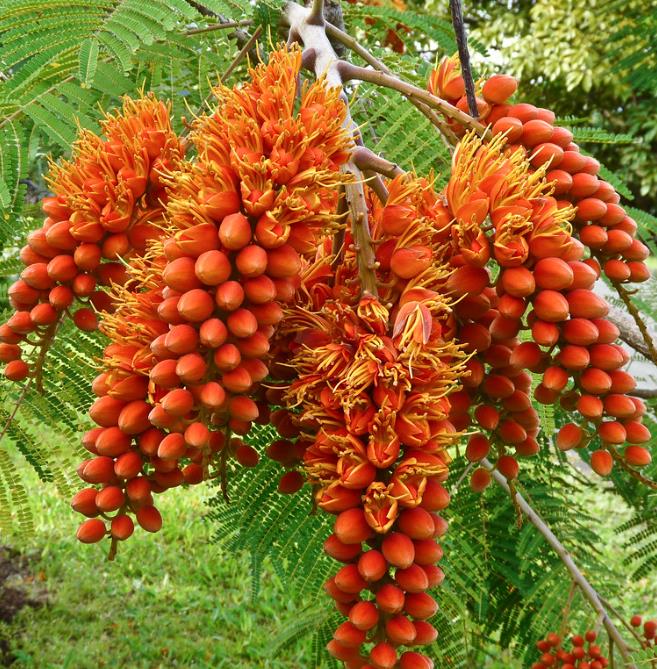 Colvillea racemosa - Árvore Gloriosa, Flor do Paraíso, Gloriosa de Madagascar